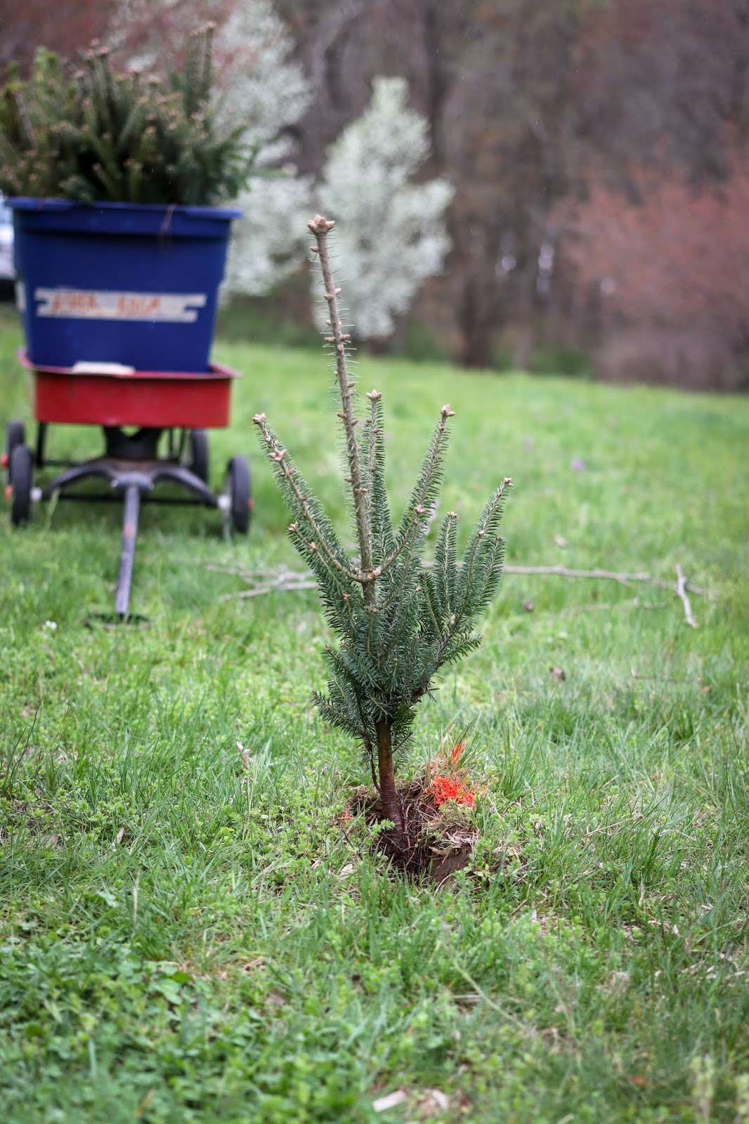 And So It Begins, Our First Time Planting 400 Christmas Trees