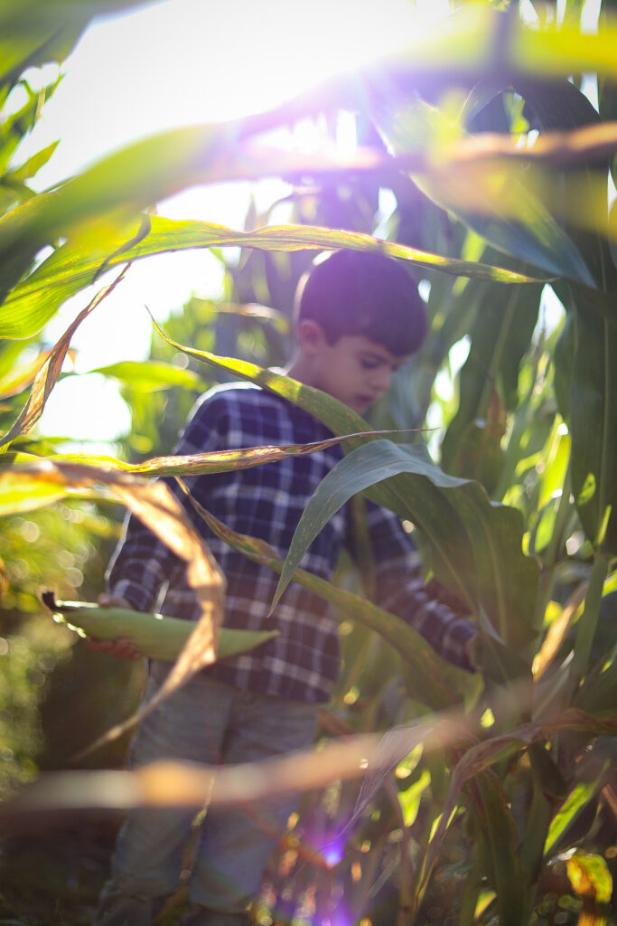 Fall corn maze