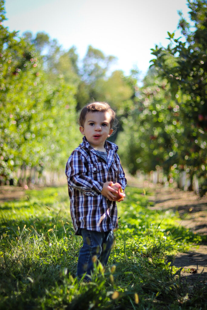 apple_orchard_pictures