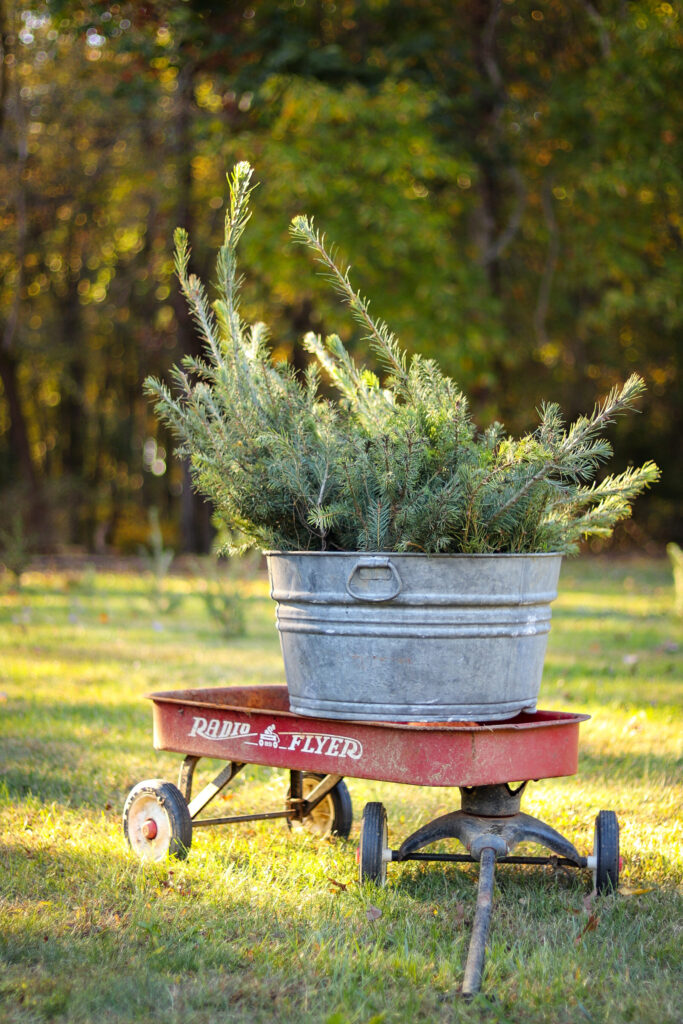 small_christmas_tree_farm